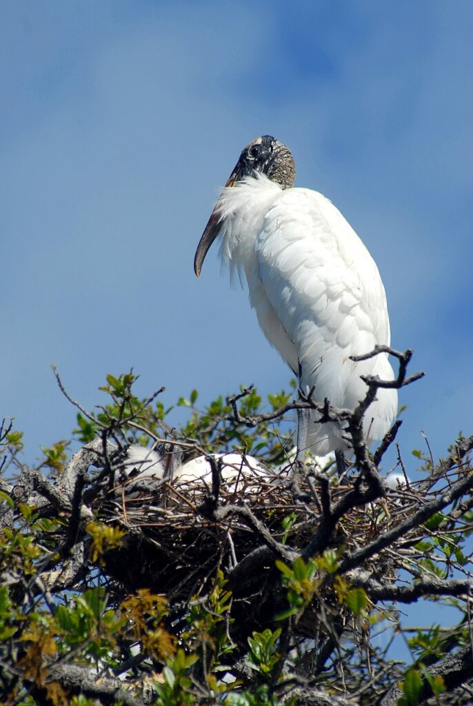wood stork, nesting, nest-1890192.jpg